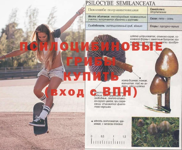 прущие грибы Абинск